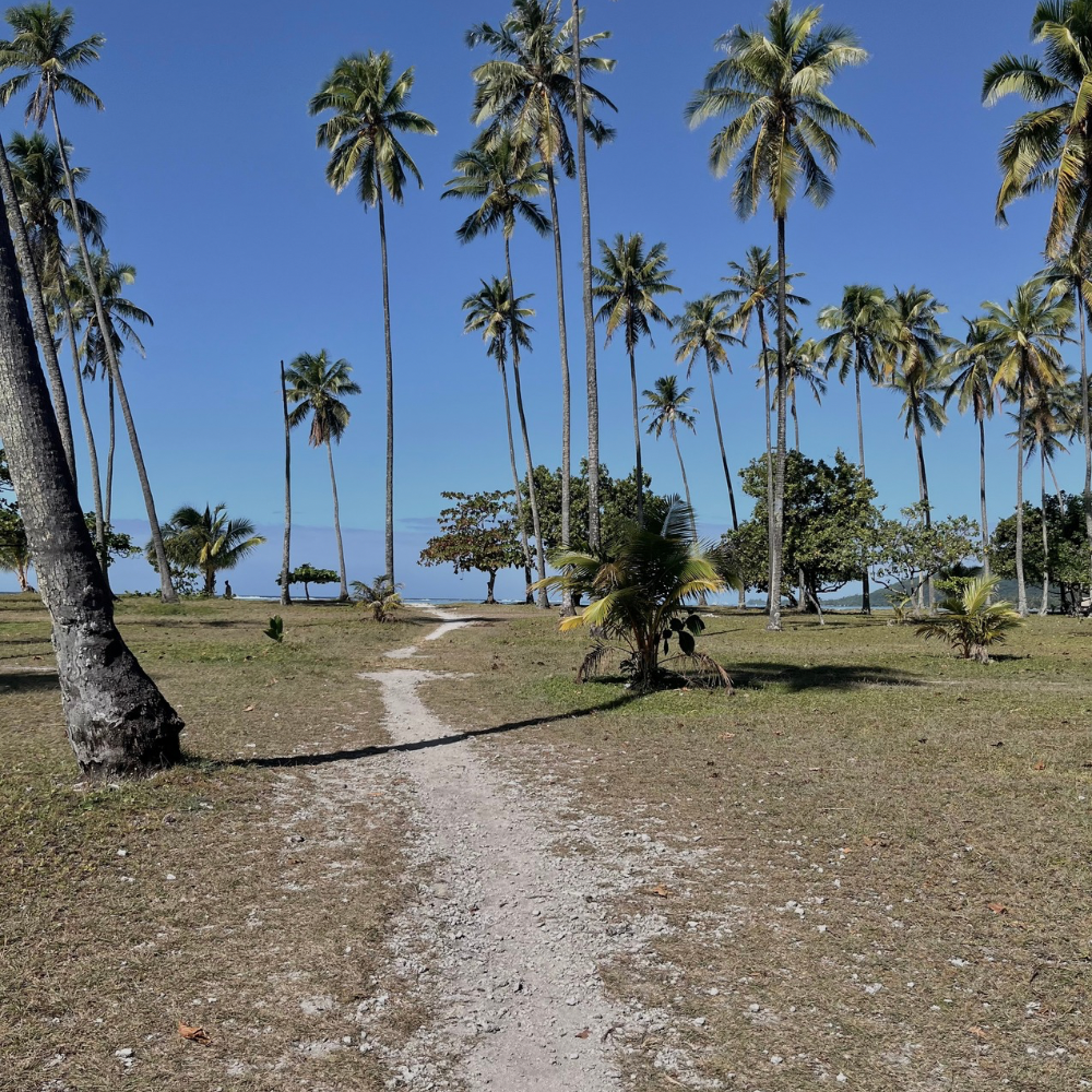 Paysage d'une plage de palmiers à Moorea
